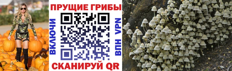 Галлюциногенные грибы прущие грибы  это официальный сайт  Гусь-Хрустальный 